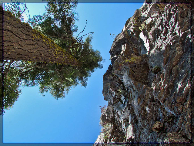 Tree and Granite Wall