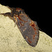 Iron Prominent -Side