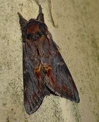 Iron Prominent -Top