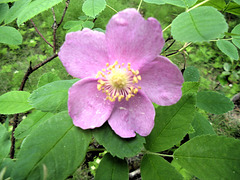 A wild Alaskan Rose