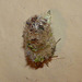 Lacewing Larva and Collection