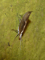 Honeysuckle Moth Normal Posture