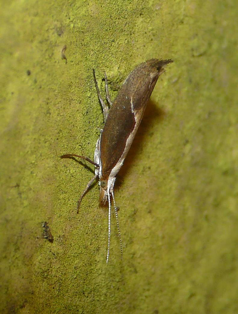 Honeysuckle Moth Normal Posture