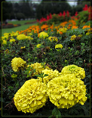 Conservatory of Flowers: Marigolds