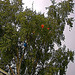 Balloon eating tree