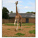 Giraffe - London Zoo - 21.8.2008