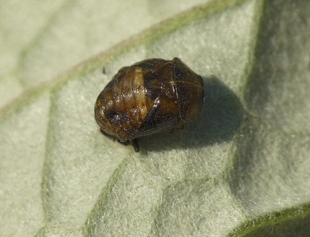 Patio Life: 14-spot Ladybird Larva