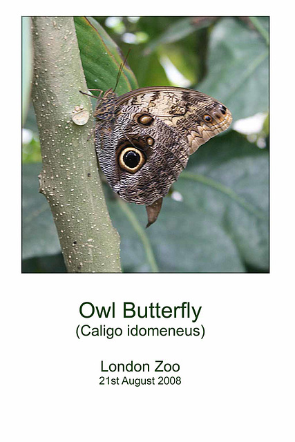 Owl butterfly - London Zoo - 21.8.2008