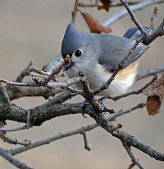 Crested Titmouse