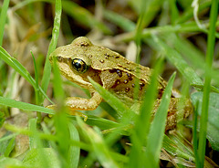 Small Common Toad