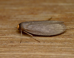 Lesser Wax Moth