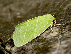 Scarce Silver-lines