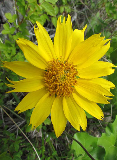 ef-yellowflower