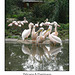 Pelicans & Flamingos