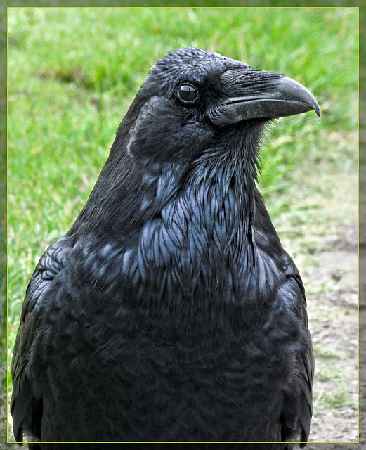 Crow Close-Up