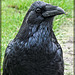 Crow Close-Up