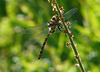 Golden-ringed Dragonfly @ Pebsham