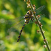 Golden-ringed Dragonfly @ Pebsham