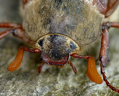 Cockchafer Beetle Face