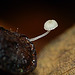 Seriously Tiny Fungi