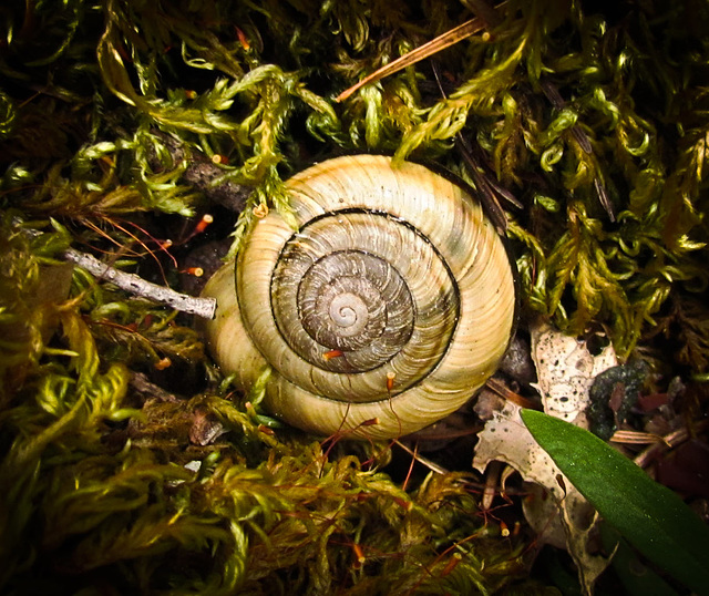 Snail in Moss
