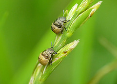 Shieldbug Nymphs