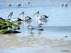 Pelicans and gulls, Altona Beach