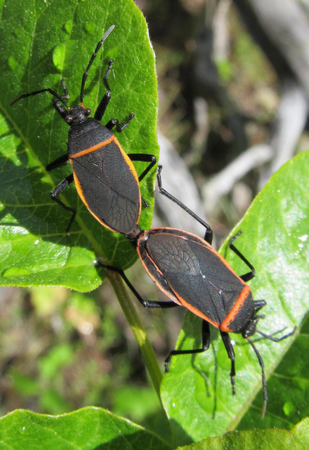 Bordered Plant Bugs Mating