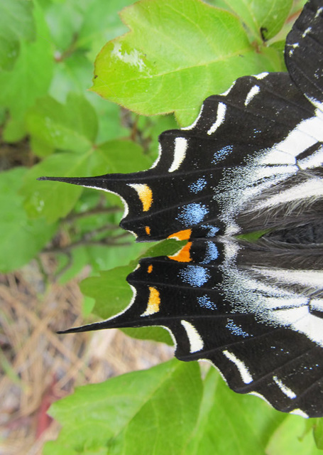 Pale Tiger Swallowtail, Papilio eurymedon 3