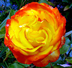Bi-coloured rose