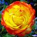 Bi-coloured rose