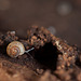 Alphabet Project: A is for Adorable Animal (Tiny Snail)