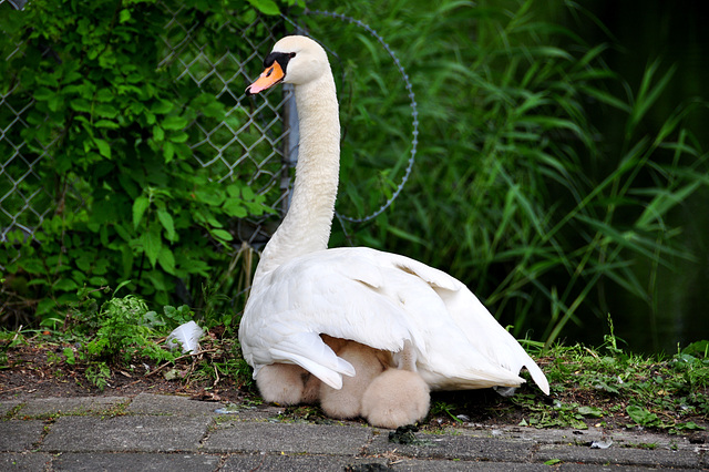 Mother swan