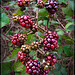 Ripening Blackberries on Mt. Davidson