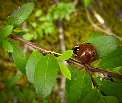 amf-ladybug