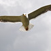 Gulls attacking
