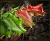 Holly Leaves in Red and Green