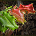 Holly Leaves in Red and Green