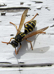 Potter or Mason Wasp, subfamily Eumeninae