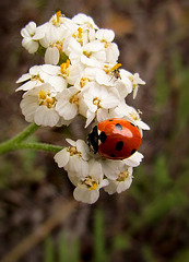7-Spot Ladybug on Yarrow, Applegate Reservoir, Oregon
