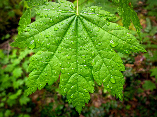 Droplet-Covered Maple Leaf