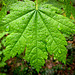 Droplet-Covered Maple Leaf