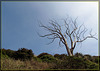 Windswept Tree Skeleton Atop Mt. Davidson, San Francisco