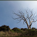 Windswept Tree Skeleton Atop Mt. Davidson, San Francisco