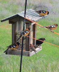 Flock of male Black Headed Grosbeaks, male House Finch, Male Cowbird