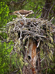 Osprey in Nest at the Applegate Reservoir, Oregon