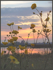 buttercups at sunset