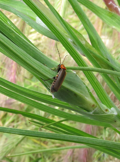 Soldier Beetle, family Cantharidae 2