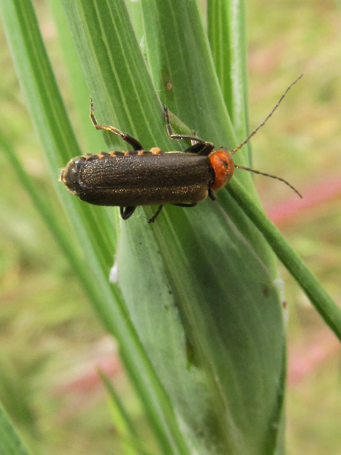 Soldier Beetle, family Cantharidae