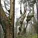 Eucalyptus Forest, Fog and Ivy